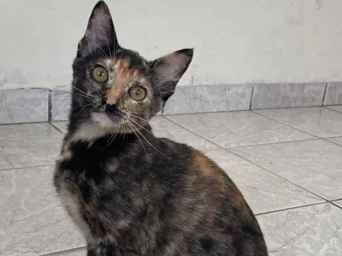 Gato raça SRD idade 2 a 6 meses nome Amora