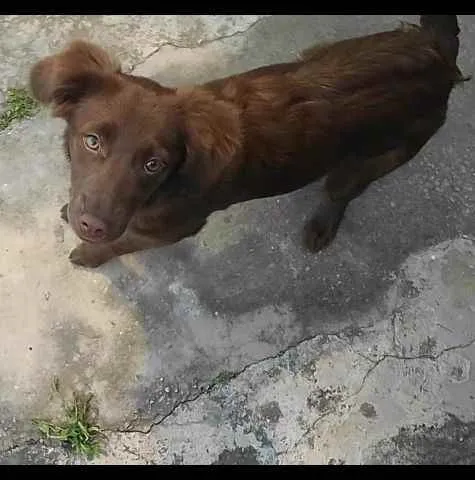 Cachorro ra a Mestiça  idade 7 a 11 meses nome Lunna 