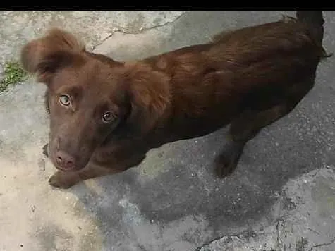 Cachorro ra a Mestiça  idade 7 a 11 meses nome Lunna 