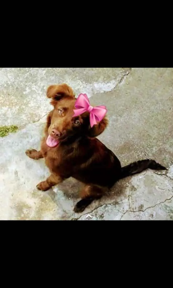 Cachorro ra a Mestiça  idade 7 a 11 meses nome Lunna 