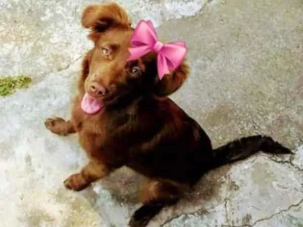Cachorro ra a Mestiça  idade 7 a 11 meses nome Lunna 