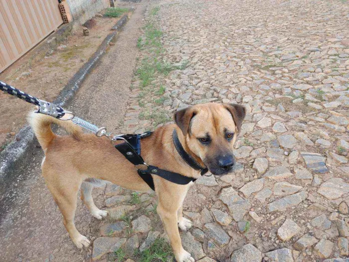 Cachorro raça Chow-chow com viralata idade 2 anos nome Jace