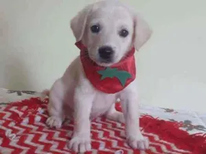 Cachorro raça Srd idade Abaixo de 2 meses nome Alok