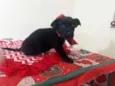 Cachorro raça Srd idade Abaixo de 2 meses nome Katy