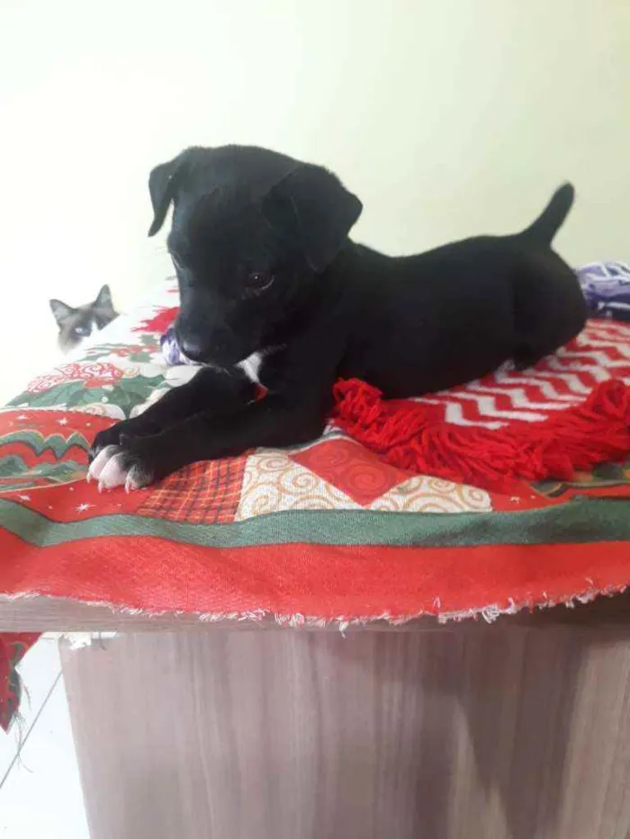 Cachorro raça Srd idade Abaixo de 2 meses nome Zeca