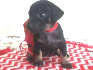Cachorro raça Srd idade Abaixo de 2 meses nome Britney