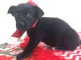 Cachorro raça Srd idade Abaixo de 2 meses nome Katy