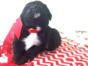 Cachorro raça Srd idade Abaixo de 2 meses nome Shakira
