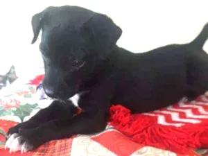 Cachorro raça Srd idade Abaixo de 2 meses nome Zeca