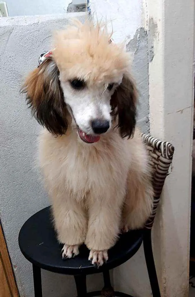 Cachorro raça  idade 2 a 6 meses nome Lilly 