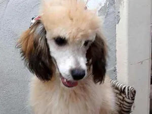 Cachorro raça  idade 2 a 6 meses nome Lilly 