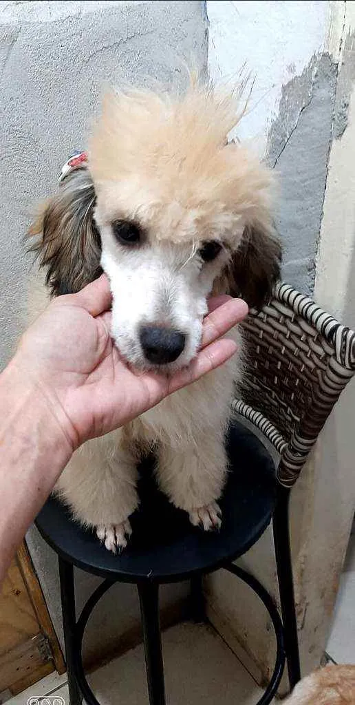 Cachorro raça  idade 2 a 6 meses nome Lilly 