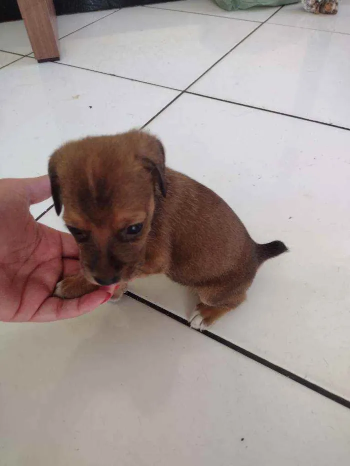 Cachorro raça SRD idade Abaixo de 2 meses nome Rabicò