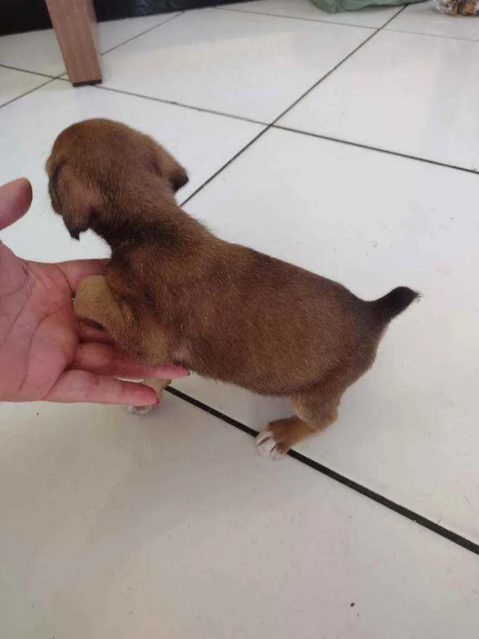 Cachorro raça SRD idade Abaixo de 2 meses nome Rabicò