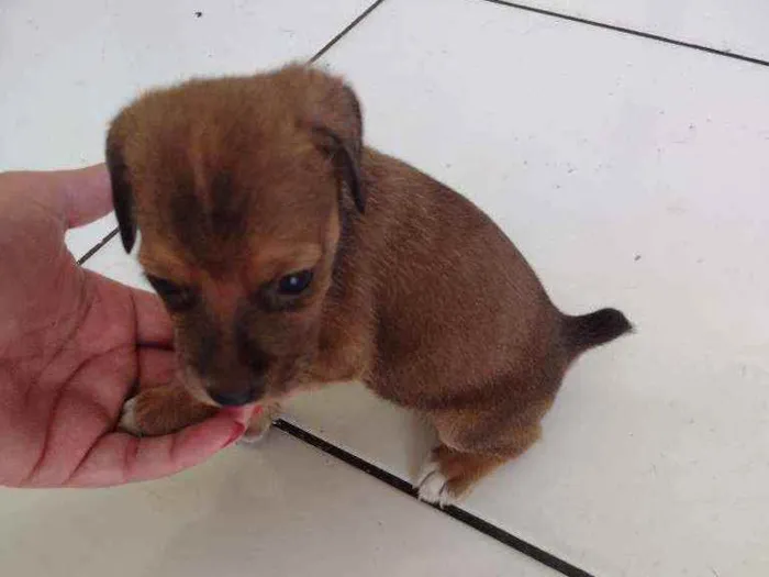 Cachorro raça SRD idade Abaixo de 2 meses nome Rabicò