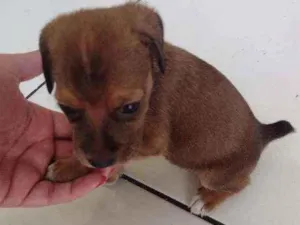 Cachorro raça SRD idade Abaixo de 2 meses nome Rabicò