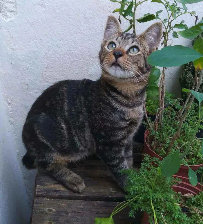 Gato ra a srd idade 2 a 6 meses nome Tony