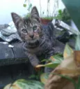 Tony