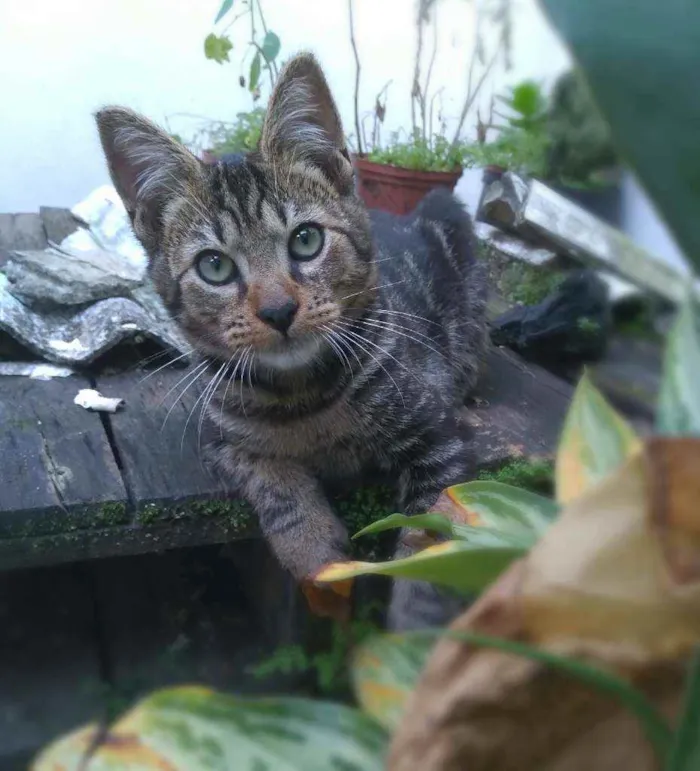 Gato ra a srd idade 2 a 6 meses nome Tony