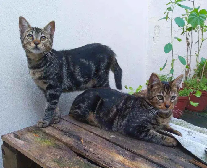 Gato ra a srd idade 2 a 6 meses nome Tony
