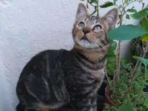 Gato raça srd idade 2 a 6 meses nome Tony