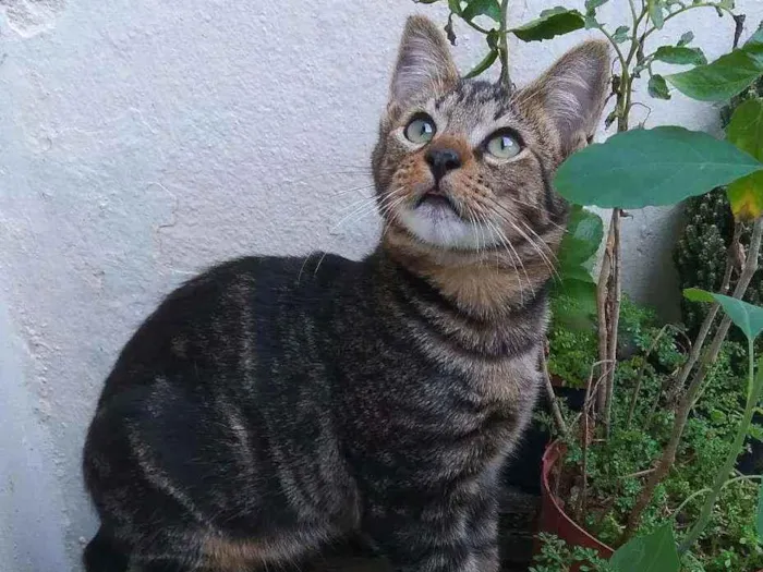 Gato ra a srd idade 2 a 6 meses nome Tony