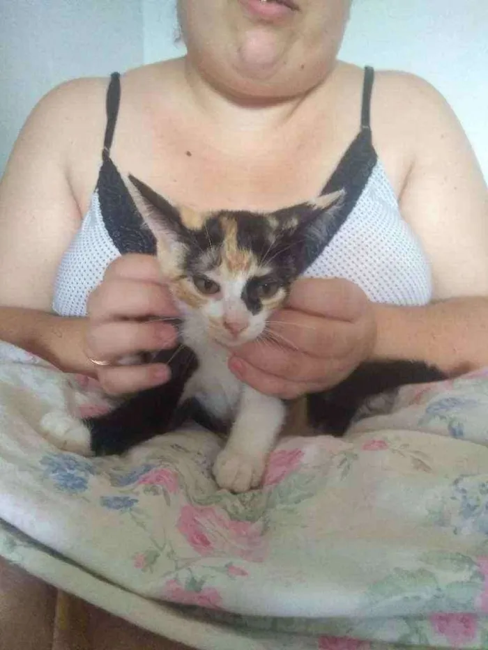 Gato ra a  idade 2 a 6 meses nome Mini Amy