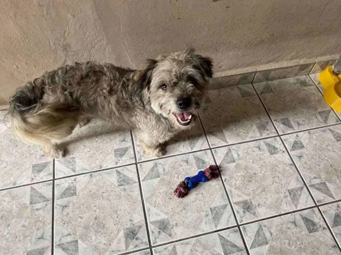 Cachorro ra a Indefinido  idade 2 anos nome Não tem 