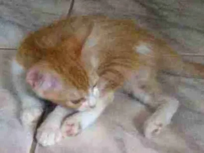 Gato raça  idade 2 a 6 meses nome Sapeka