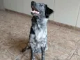 Bella