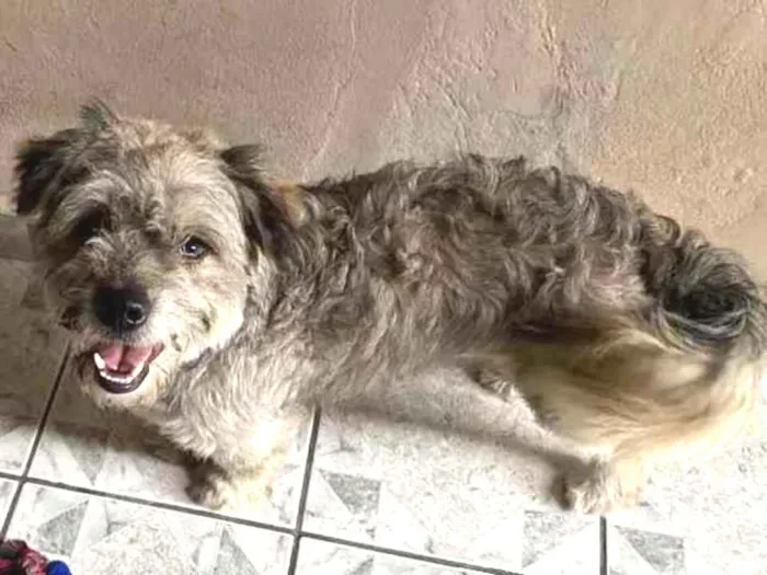 Cachorro ra a Indefinido  idade 2 anos nome Não tem 