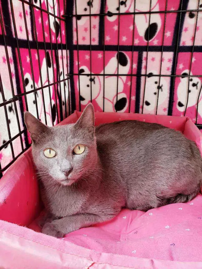 Gato raça Srd idade 1 ano nome Brigitte 