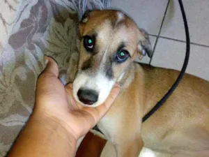 Cachorro raça Vira late com Jack Russell idade 2 a 6 meses nome Akira