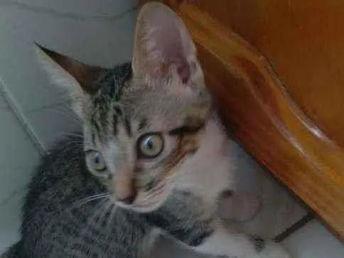 Gato ra a Comum idade 2 a 6 meses nome Jujuba/ Dora