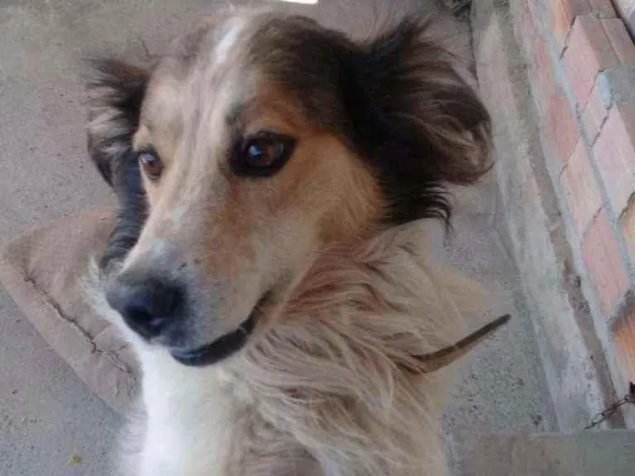 Cachorro ra a Vira lata idade 6 ou mais anos nome Juninho 