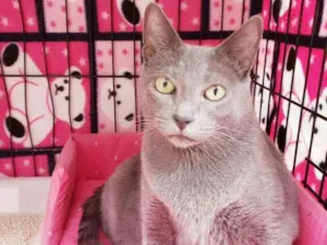 Gato raça Srd idade 1 ano nome Brigitte 