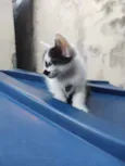 bigodinho