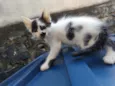 bigodinho