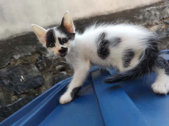 Gato ra a  idade Abaixo de 2 meses nome bigodinho