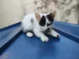 bigodinho