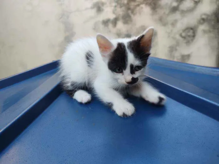 Gato ra a  idade Abaixo de 2 meses nome bigodinho