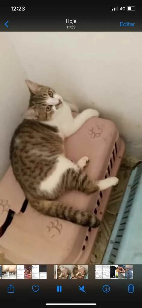 Gato raça Srd idade 2 a 6 meses nome Lion