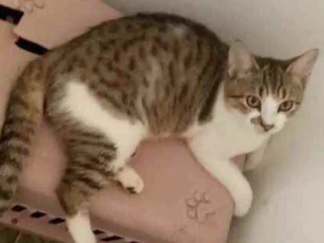 Gato raça Srd idade 2 a 6 meses nome Lion