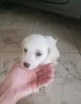A escolha