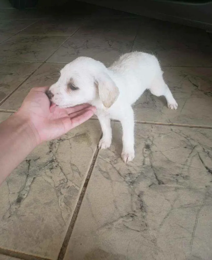 Cachorro raça SRD idade Abaixo de 2 meses nome A escolha