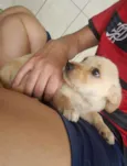 A escolha
