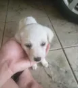 A escolha