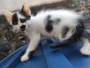 Gato raça  idade Abaixo de 2 meses nome bigodinho