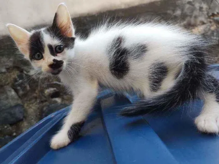 Gato ra a  idade Abaixo de 2 meses nome bigodinho