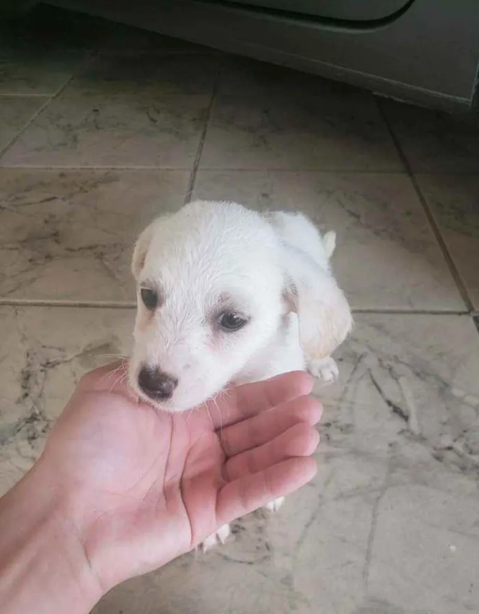 Cachorro raça SRD idade Abaixo de 2 meses nome A escolha